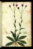  Fol. 306 

K
Cirsium
Buglossum magnum
Spina mollis Apul:
Acanthium
Lingua bovis: